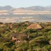 Lewa Wilderness - Image 7