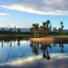 Royal Palm - Image 2