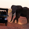 Elephant and Jeep at Amboseli
