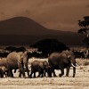 Amboseli-Photo-Safari