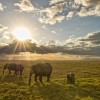 Amboseli-Sunset-Elephants-Landscape-KES4395AMB