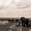 Amboseli-Trip-