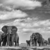 Elephant family with matriarch in front. AMBOSELI, KENYA