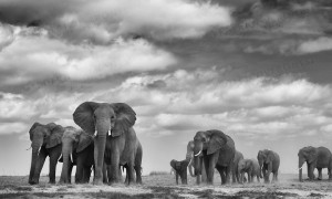 Elephant family with matriarch in front. AMBOSELI, KENYA