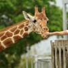 Kenya_Nairobi_Giraffe-Center
