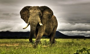 African Elephant Walking on Savanna