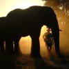 amboseli elephant-interaction-activity2