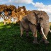 Amboseli Safari - Image 6