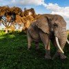 Elephant in Amboseli