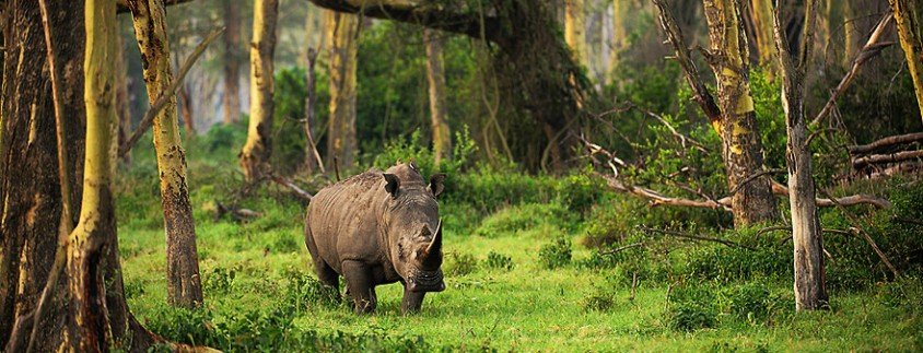 Luxury SAfari in Masai Mara - Lake Nakuru - Fever Tree Forest