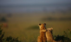 lion cubs in Tsavo park |Continental Travel Group