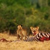 lions feasting on a Zebra