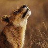 Lioness Sniffing in Duba Plains, Botswana