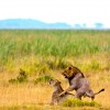Lion and lioness courting, Amboseli National Park, Kenya