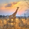masai mara safari kenya