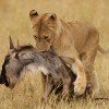 the_face_of_fear in masai mara