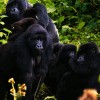 Gorila Tracking safari & Lake Kivu rwanda-gorilla