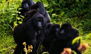Gorila Tracking safari & Lake Kivu rwanda-gorilla