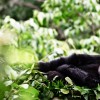 Gorilla Tracking safari nyungwe-chimps