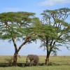 Elephant between two Acacia trees