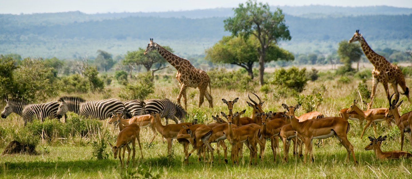 safari mikumi national park