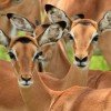 Mikumi & Ruaha Safari - Image 6